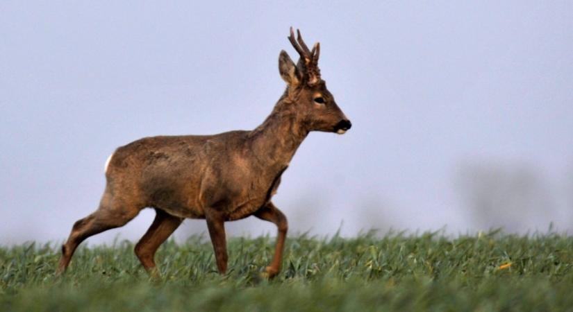 Kutatják, hova tűntek az őzek Békésből