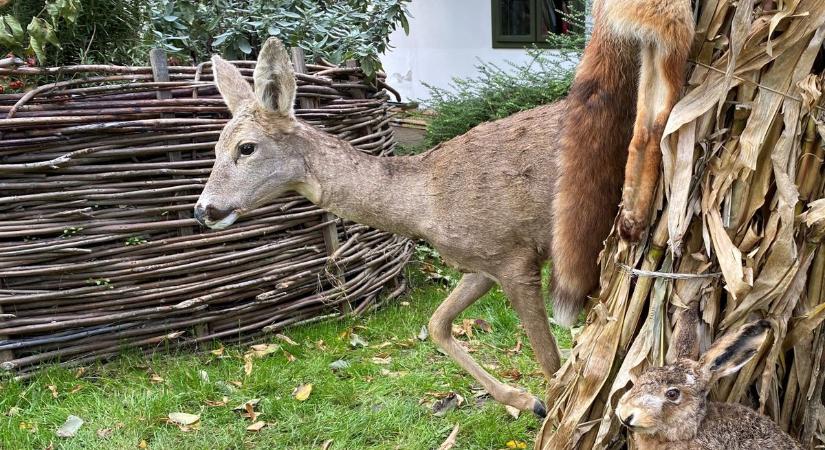 Terített asztal várja a vadakat a kertekben, lakmározni a városba járnak, nem válogatósak (képgaléria)