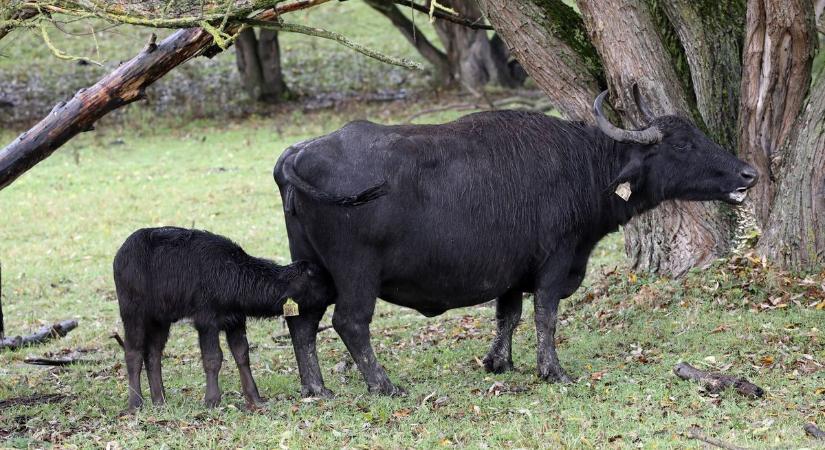 Őszi kirándulás a Bivalyrezervátumban (galéria)