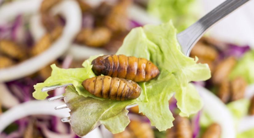 Egyre nyitottabbak a rovarevésre a magyarok: ellepik a kukacok, lárvák, sáskák a boltokat?