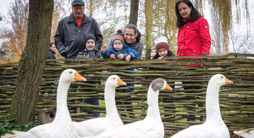 Libasimogató, zsíros kenyér és Ludas Matyik várják a látogatókat