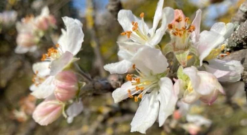 Tavasz az őszben – Olyan enyhe az idő, hogy újra virágzik a táj