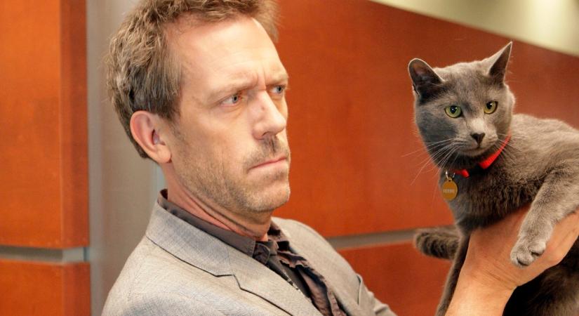 Mi a közös Brad Pittben, Dr. House-ban és Döbrögiben? Mindnek van macskaalteregója!