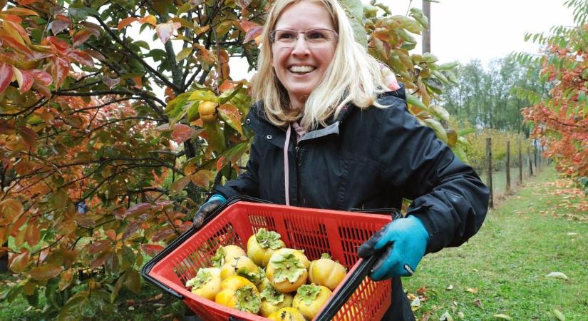 Bodai datolyaszilva szüret: újra jön a várva-várt, mézédes program