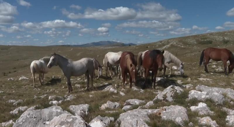 Turistamágnes lovak: a boszniai hegyekben kezdtek új életet a délszláv háború idején szabadon engedett állatok