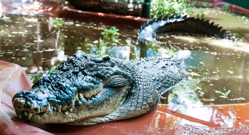 Száztíz évet élt a világ legnagyobb fogságban tartott krokodilja