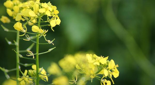 Életképes magokat teremtek a MATE holdtalajban elültetett mustárnövényei