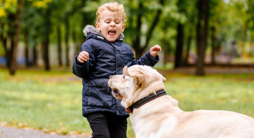 Kutyatámadás, zenélő út, lángoló autó – ezek voltak az elmúlt hét legjei