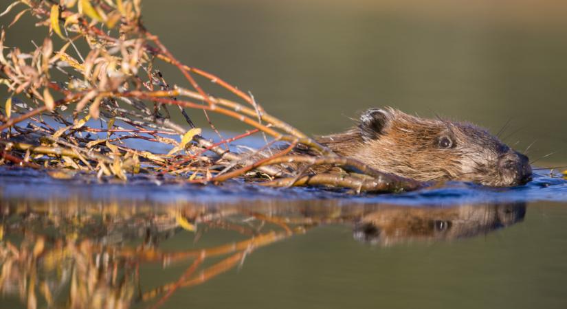 Betelt a pohár a zalai vízpartokon is: kétségbeesve küzdenek a pusztító rágcsáló ellen