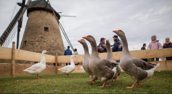 Szent Márton Újborfesztivál és Libator a Skanzenben