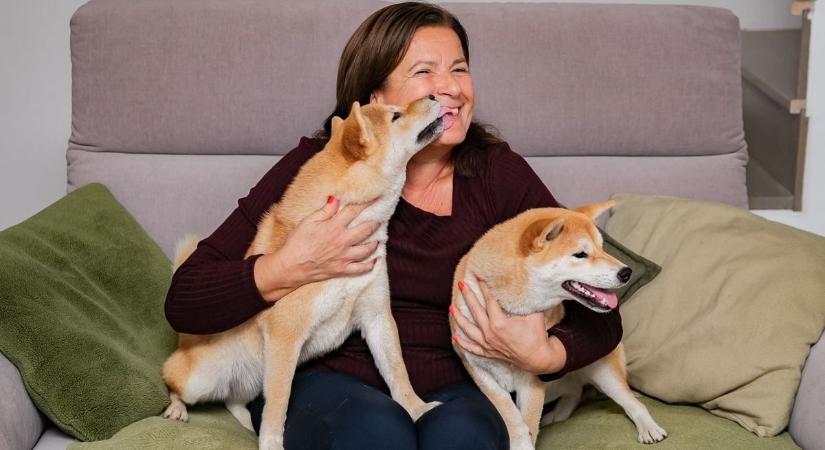 A shiba inu nem csak divatkutya — képgalériával