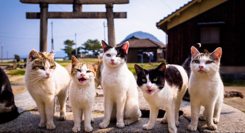 Ezeket a japán szigeteket a macskák uralják: képeken a kolóniák