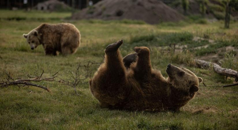 Újabb medveészlelés Magyarországon - Videó is készült a hegységben járkáló lényről