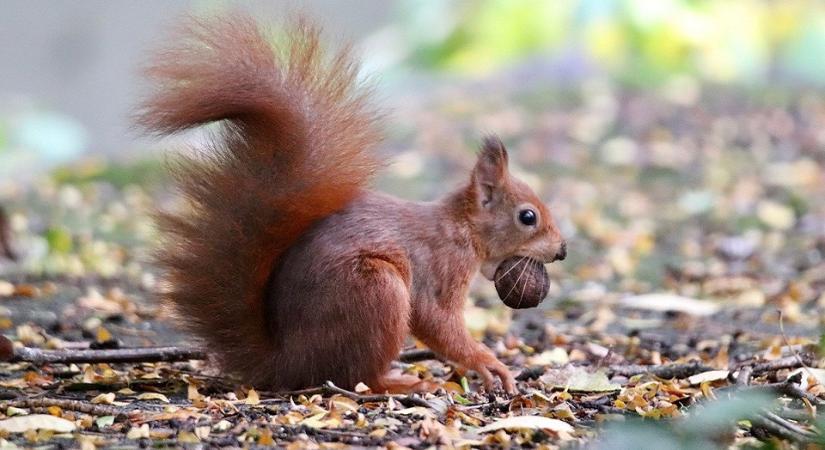 A Woltot és a Foodorát is érinti a rendkívüli fogyasztóvédelmi ellenőrzés