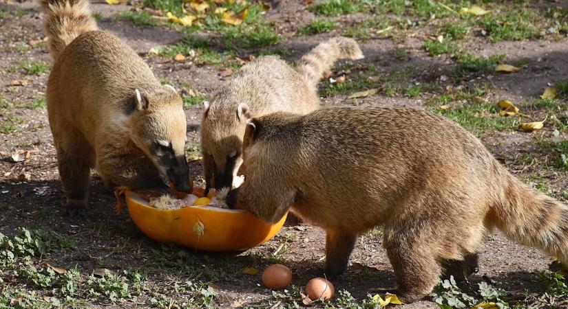 Micsoda kiszolgálás! Faragott töktányérokban kapták az ebédet a jászberényi zoo lakói – galériával