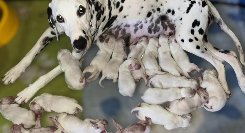 Elképesztő! 18 kölyköt hozott világra a fiatal magyar dalmata, de ez még mindig nem rekord!