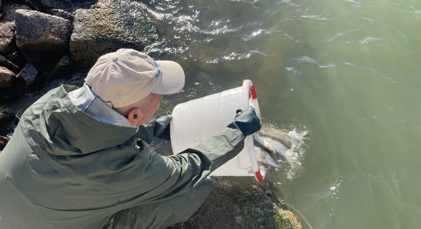 Egy hónapja zajlanak az őszi haltelepítések a Balaton körül