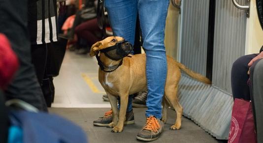 Ingyenes lesz a kutya- és kerékpárszállítás a bérleteseknek a BKK járatain