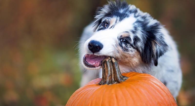 Ehető-e a Halloween tök és egyáltalán ehetnek tököt a kutyák?