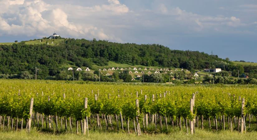 Vallott a magyar borász: lerántotta a leplet a tokaji borokról