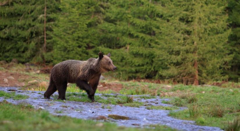 Erdei kamera rögzítette a Bükkben kóborló medvét  videó