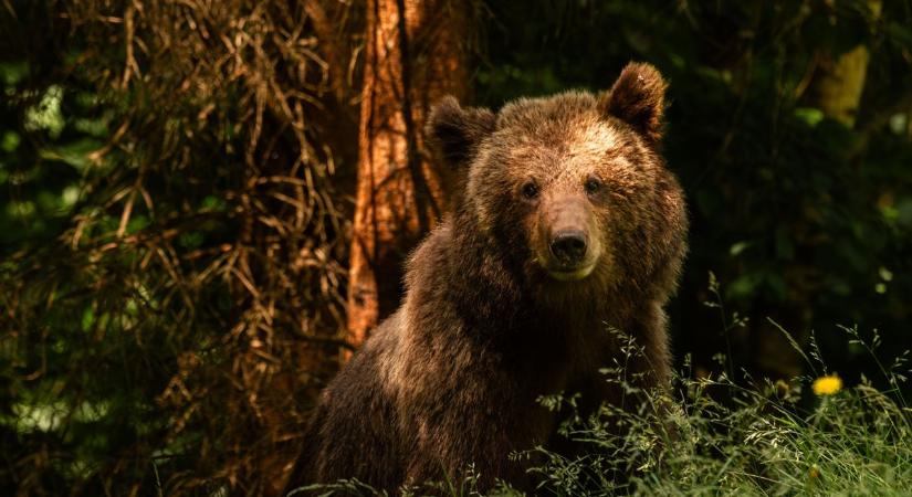 Kamera rögzítette a Magyarországon kóborló medvét