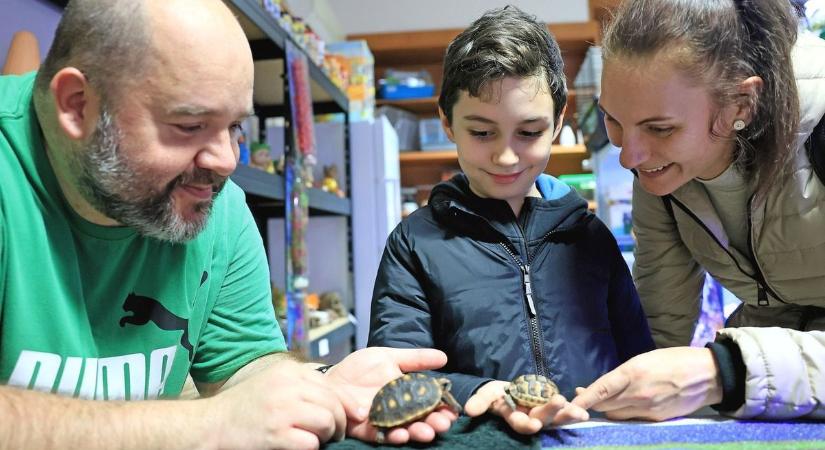 Egyre kedveltebbek az otthon tartható kisállatok