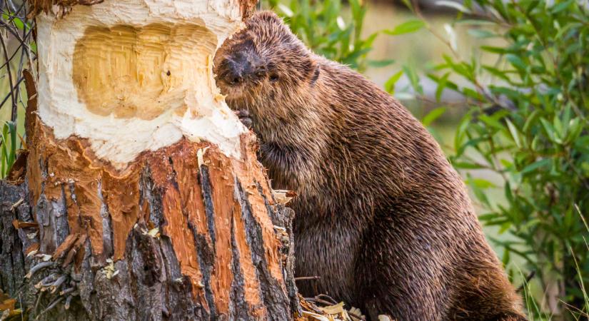 Hatalmas rágcsáló bujkál a magyar tópartokon: durva, mire képes