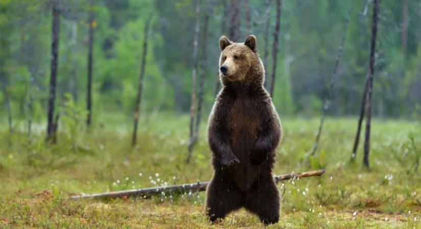 Videó: Medve megy a hegyen