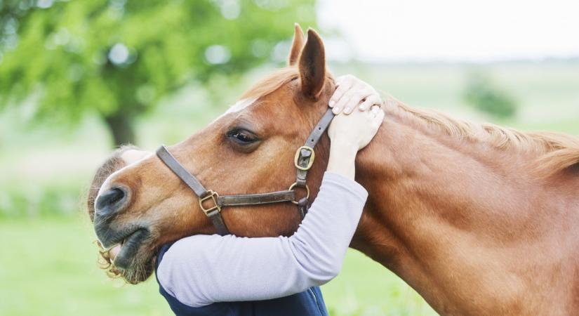 A lovakat lelövik, ugye? Mára teljesen eltűntek a magyar földekről – miért mondtak le róluk a gazdák?