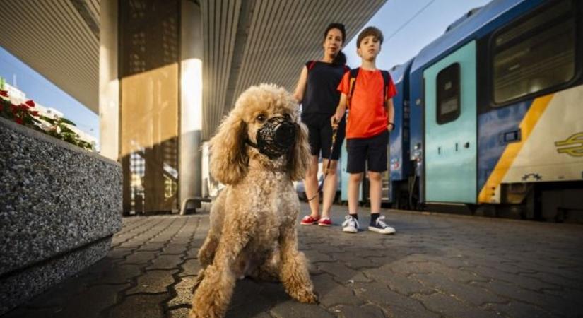 Kedvezményt kapnak a kutyával vonatozók