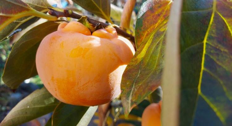 Spanyol áradások: úszik a datolyaszilva, a paprika, a narancs