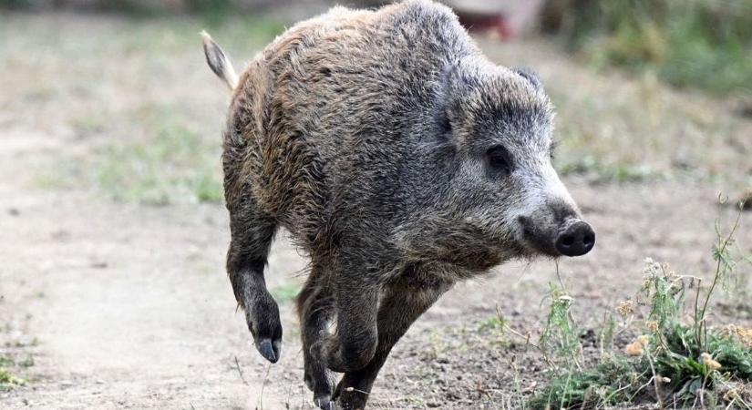 Nem hiszi el: vaddisznó lubickolt a Balatonban (Videó)