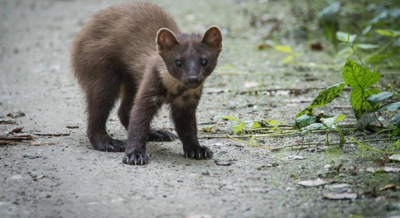 Könnyen felismerhető, ha nyest ólálkodik a ház körül