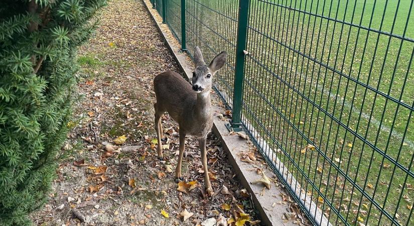 Őzike a véderdőben – természetközeli kaland Hévízen