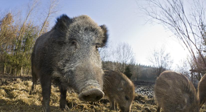 Ennél cukibbat ma nem láttál: így fürdőzött egy vaddisznó a Balatonban  Videó