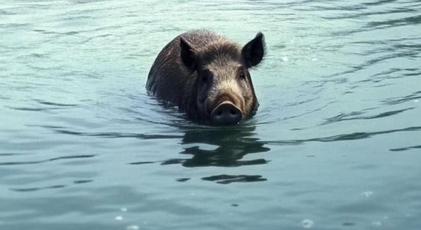 Vaddisznók lubickolnak a Balatonban – videó