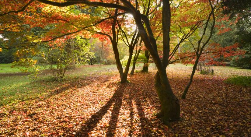 Átalakítják a kertészeti egyetemet: kiderült, mi vár a budai arborétumra