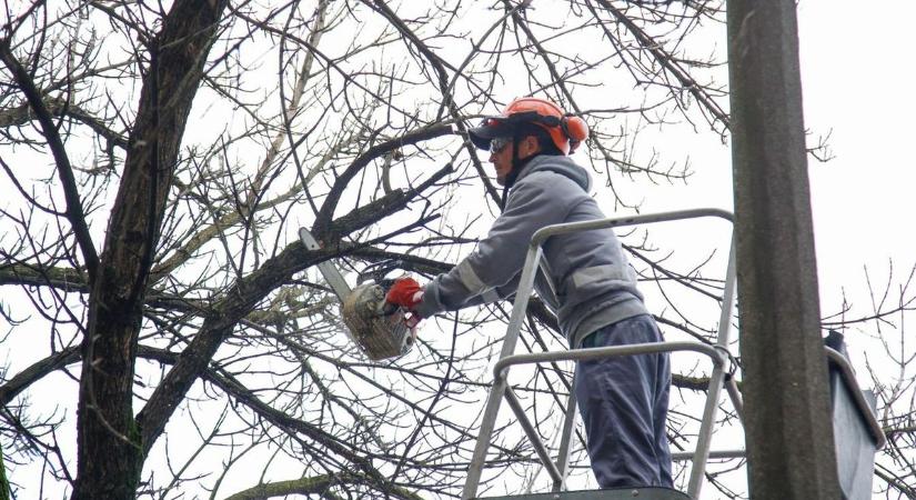 Figyelem! Gallyazási munkákat végeznek Szolnokon