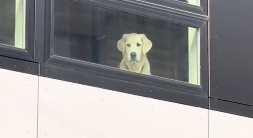 Szomorúan néz ki a golden retriever az ablakon: az oka milliókat üt szíven - Videó