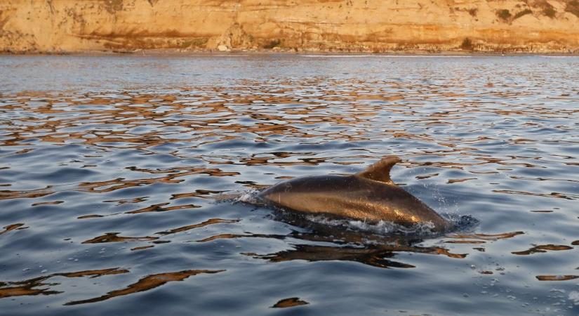 Kicsontozott delfin tetemére bukkantak a parton