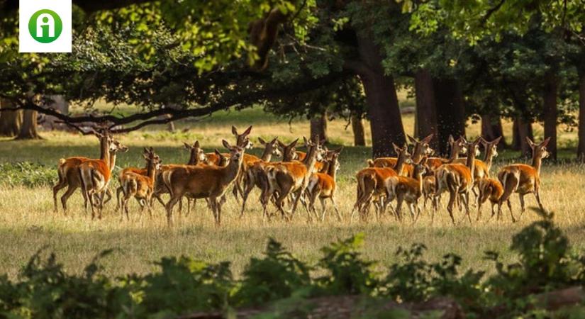 Ez sok gazdálkodót is érint: változások a vadgazdálkodási rendeletekben