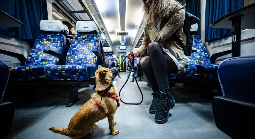 MÁV: keddtől zárt doboz nélkül, szájkosárral és pórázzal is lehet kutyákat vinni a helyjegyes vonatokon