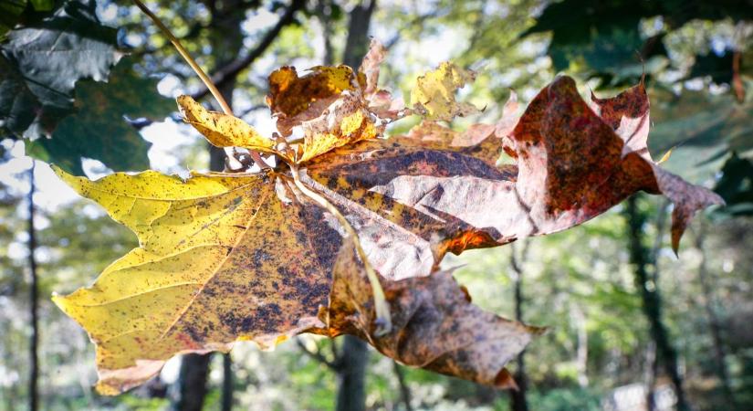 A szélvédő kaparásával indult reggelt egy szebb, napsütésesebb folytatás követi Vas vármegyében