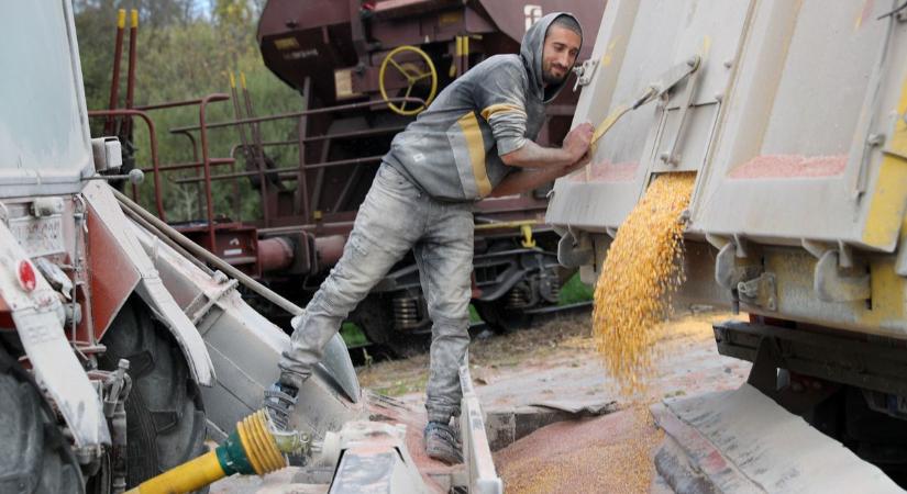 Áll a bál az aflatoxinos a kukorica miatt, felfüggesztették a kereskedést