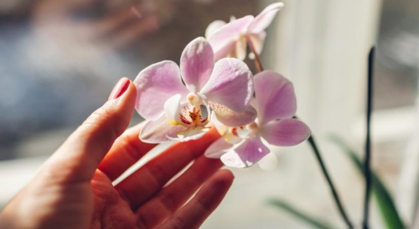 Rengeteg virágot fog hozni az orchidea télen, ha beveted ezt a fűszert: hatalmasra nő majd tőle a kedvenc növényed