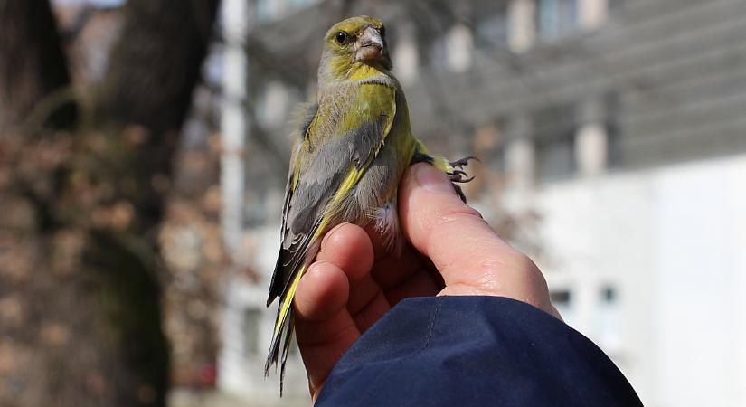 A vonuló madarak védelmét segíti a madárgyűrűzés