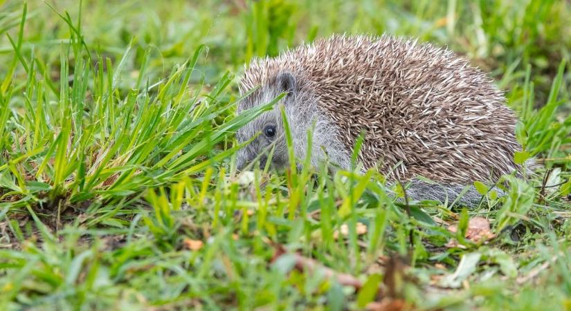 Apró állatkákat rejthetnek a kertünkben halmozódó avarkupacok