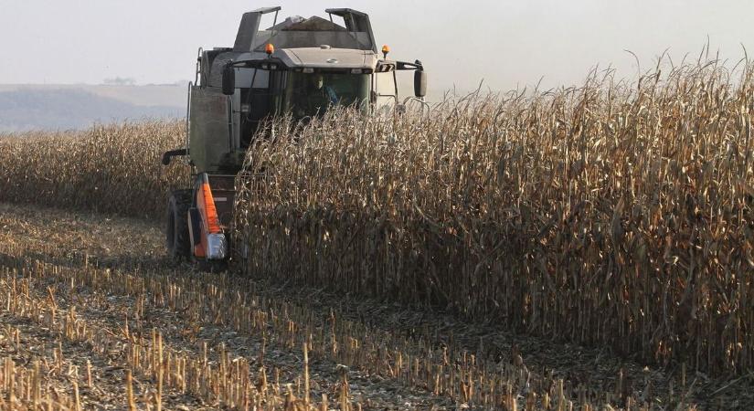 Kikelt az őszi búza és a repce is, szeptemberben jókor esett az eső