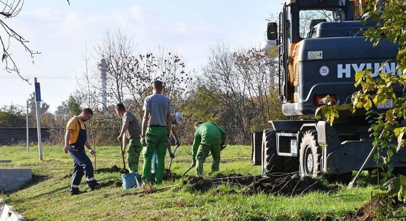 Facsemeték gondozására buzdítják a martfűieket